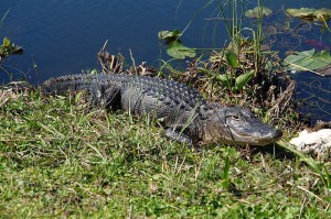 800px-Everglades_Alligator1
