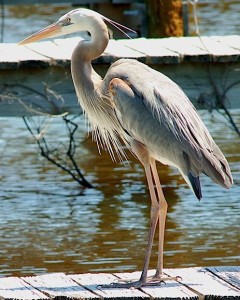 Heron-Everglades-20070401