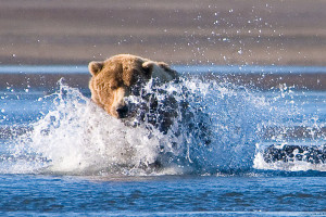 800px-Brown_Bear,_Hallo_Bay,_Katmai_National_Park_1