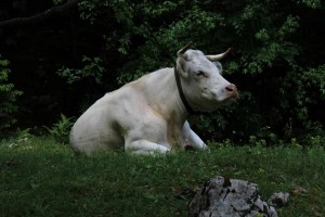 slovenia-cow