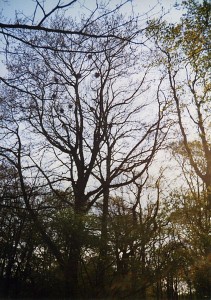 422px-Bird's_nests_in_trees,_Wirral