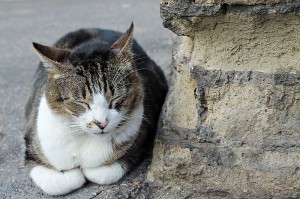 800px-Sleeping_Cat_in_Largo_di_Torre_Argentina,_Rome