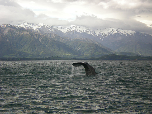 kaikoura-whales